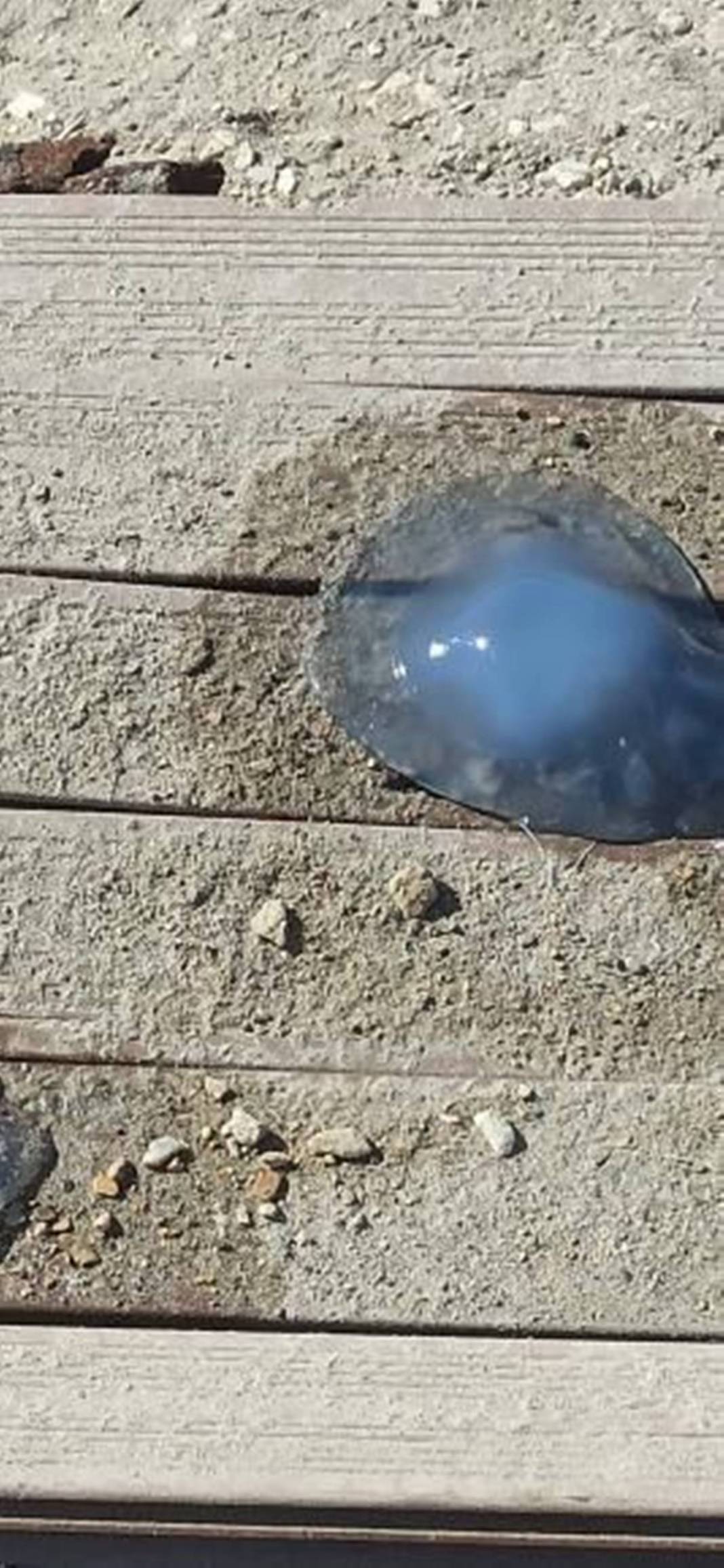 O ilimizde 'istila' sürüyor! Bütün kıyıyı ele geçirdiler, bu yıl çok artış var 6